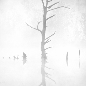 Schwenninger Moos, Landschaft im Morgennebel