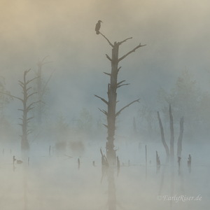 Schwenninger Moos, Landschaft im Morgennebel