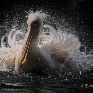 'Wilde Tiere' in Garten, Wald und Zoo