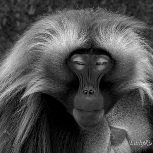 'Wilde Tiere' in Garten, Wald und Zoo